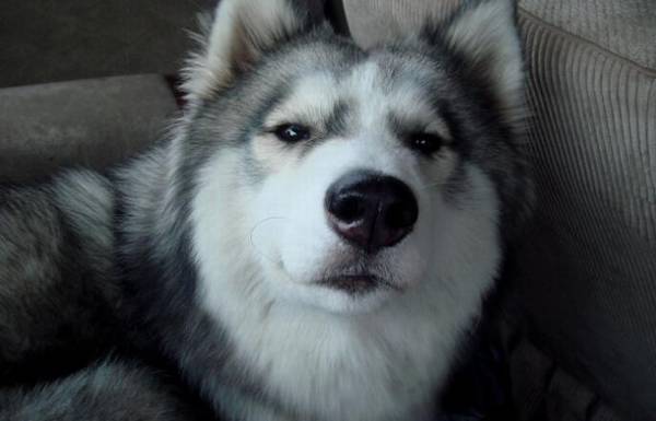 大型犬有哪些,适合家养的7种大型犬排名 大型犬有哪些,适合家养的7种大型犬排名