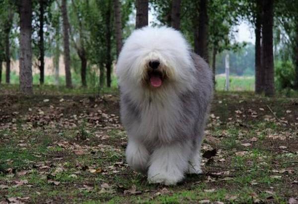 大型犬有哪些,适合家养的7种大型犬排名 大型犬有哪些,适合家养的7种大型犬排名