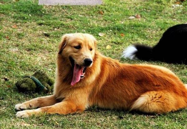 工作犬品种有哪些,世界工作犬排行榜 工作犬品种有哪些,世界工作犬排行榜