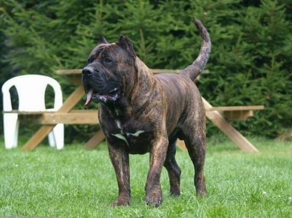 ����Ȯ����ЩƷ�֣�����ʮ����Ȯ���а�