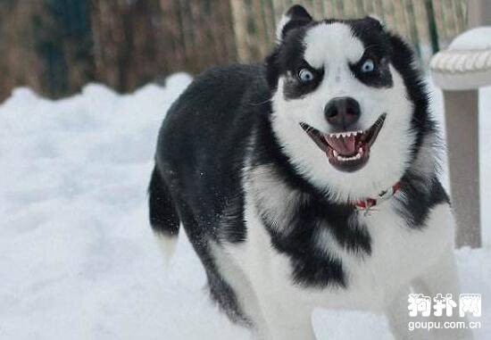 ��ë����Ȯ������ЩƷ�֣��̵㳣�������ֶ�ë����Ȯ