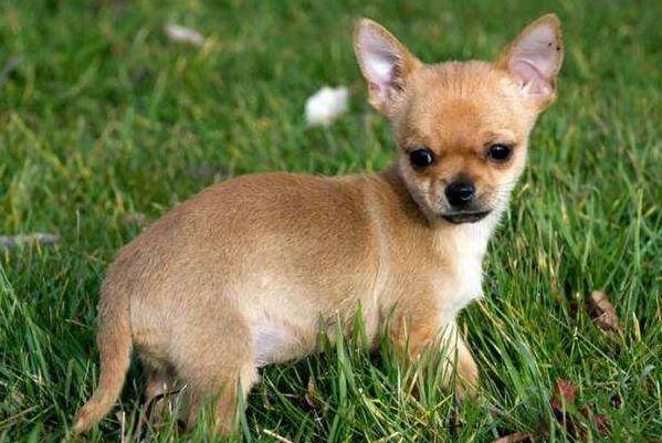 С��Ȯ����ЩƷ�֣��ʺϼ�����6��С��Ȯ����