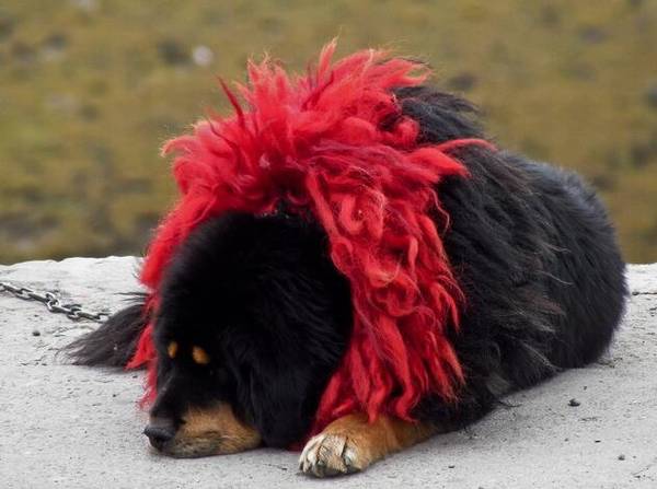 世界十大猎犬品种排名!个个都是狠角色 世界十大猎犬品种排名!个个都是狠角色