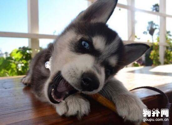 长相比哈士奇更像狼的4种狗 长相比哈士奇更像狼的4种狗