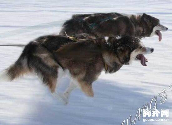 长相比哈士奇更像狼的4种狗 长相比哈士奇更像狼的4种狗