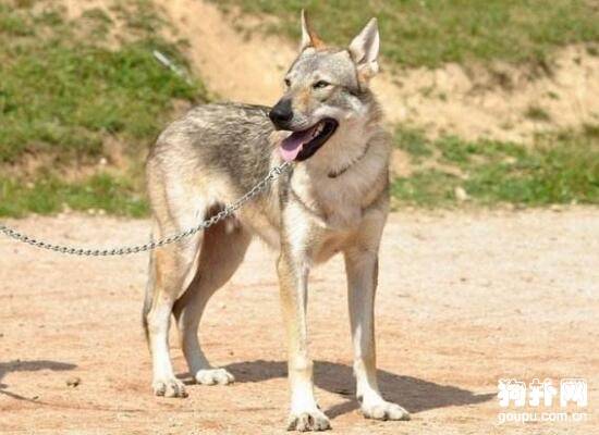 长相比哈士奇更像狼的4种狗 长相比哈士奇更像狼的4种狗