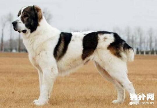 世界4大巨型犬 世界4大巨型犬