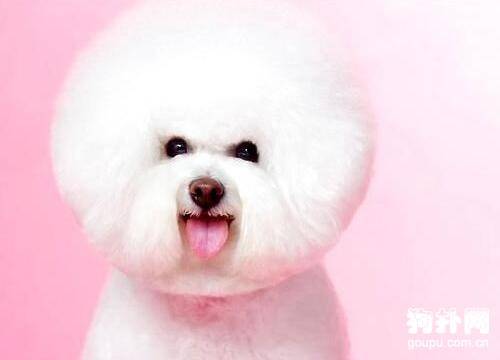 什么狗狗是白色的? 什么狗狗是白色的?