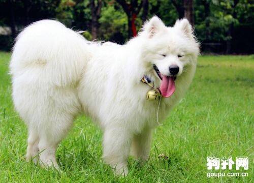 什么狗狗是白色的? 什么狗狗是白色的?