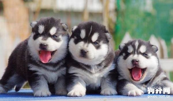 ����ע�����ѡ��С����ʱ����Ҫע��ʲô��