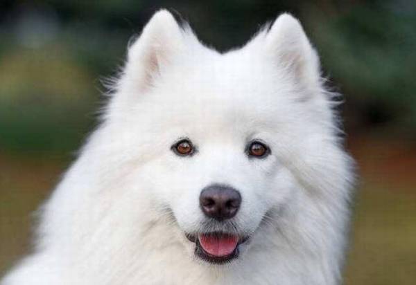 中型犬有哪些品种,适合家养的中型犬的排名 中型犬有哪些品种,适合家养的中型犬的排名