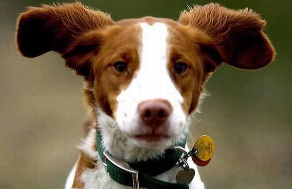 ����Ȯ����ЩƷ�֣��ʺϼ���������Ȯ������