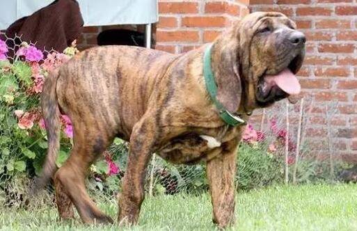 猛犬战斗力排名,世界十大猛犬排行榜 猛犬战斗力排名,世界十大猛犬排行榜