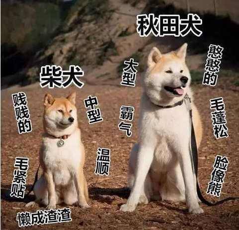 如何判断秋田犬和柴犬?5个小窍门,教你轻轻松松鉴别 如何判断秋田犬和柴犬?5个小窍门,教你轻轻松松鉴别