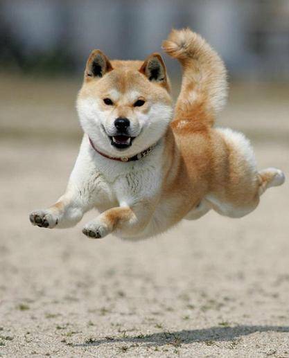 如何判断秋田犬和柴犬?5个小窍门,教你轻轻松松鉴别 如何判断秋田犬和柴犬?5个小窍门,教你轻轻松松鉴别