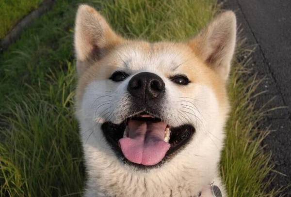 中型犬养什么好,中型犬哪些温顺好养 中型犬养什么好,中型犬哪些温顺好养