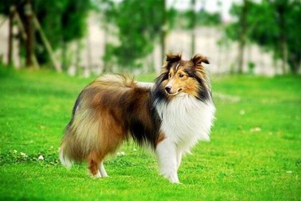 中型犬养什么好,中型犬哪些温顺好养 中型犬养什么好,中型犬哪些温顺好养