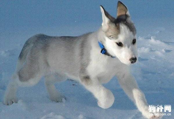 С������Ǯһֻ?�����Ĺ���Ʒ�ּ۸���̵�!