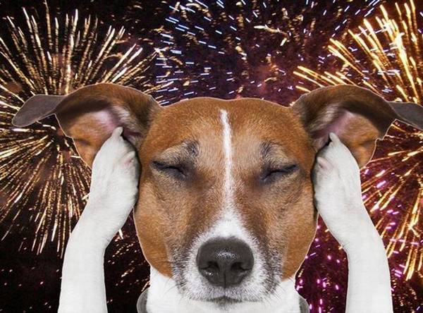 狗狗磁感应主人的3个方式 ,你造吗? 狗狗磁感应主人的3个方式 ,你造吗?