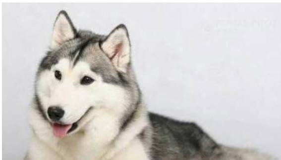 再顽皮的狗狗,也会出现这4个“弱点”,宠主别因大意损害到它 再顽皮的狗狗,也会出现这4个“弱点”,宠主别因大意损害到它