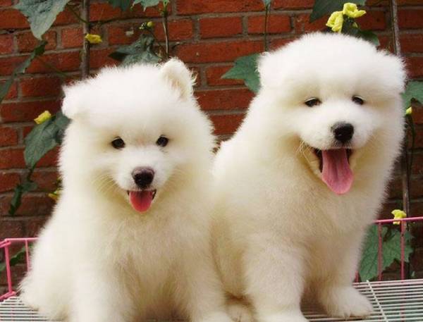 世界五大不忠心狗狗排行榜,你们家狗在榜吗?前3称为“狗界三傻” 世界五大不忠心狗狗排行榜,你们家狗在榜吗?前3称为“狗界三傻