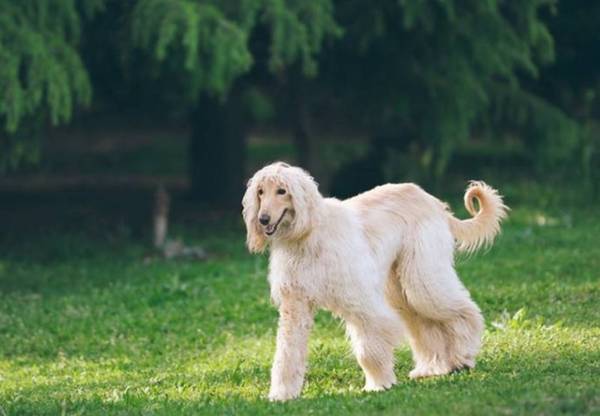 世界五大不忠心狗狗排行榜,你们家狗在榜吗?前3称为“狗界三傻” 世界五大不忠心狗狗排行榜,你们家狗在榜吗?前3称为“狗界三傻