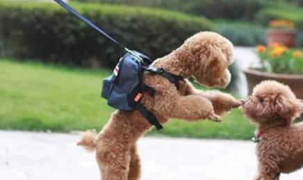 泰迪狗5个主要表现,把自己当人,你养的过程中发觉了没有? 泰迪狗5个主要表现,把自己当人,你养的过程中发觉了没有?