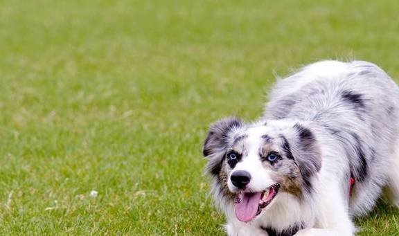 简易又易懂,把握了这8个方法,狗狗和主人的影响会更和睦 简易又易懂,把握了这8个方法,狗狗和主人的影响会更和睦