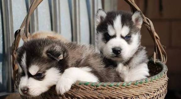 幼犬饲养指引,要想让狗狗健康平安的发展,这种关键点要记牢! 幼犬饲养指引,要想让狗狗健康平安的发展,这种关键点要记牢!