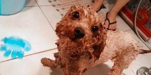 泰迪的身上这4处地区,并不是越整洁越好,宠主快看来一下吧! 泰迪的身上这4处地区,并不是越整洁越好,宠主快看来一下吧!