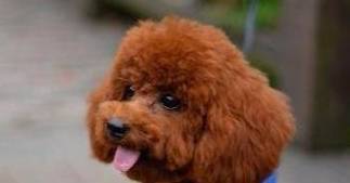 泰迪的身上这4处地区,并不是越整洁越好,宠主快看来一下吧! 泰迪的身上这4处地区,并不是越整洁越好,宠主快看来一下吧!