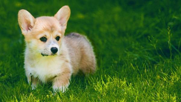 爱记仇的狗有什么表现? 爱记仇的狗有什么表现?