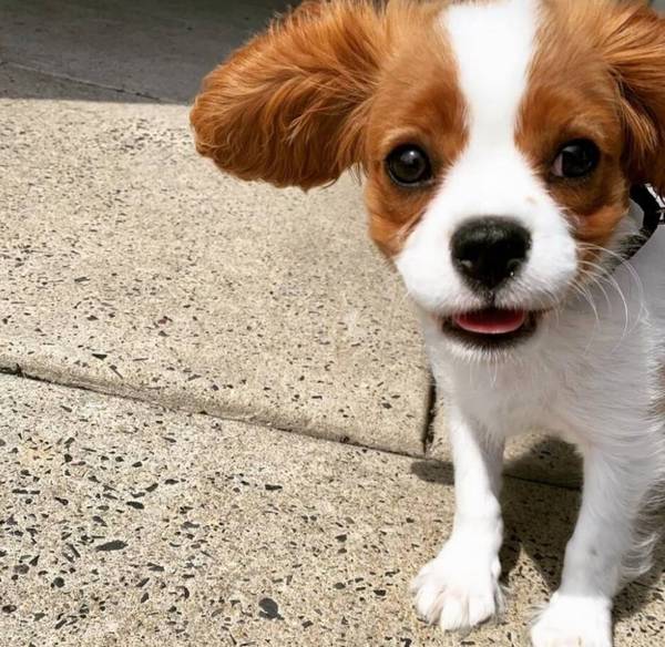 不留意这几个方面,狗狗长大后不但不懂事,乃至还反感铲屎官 不留意这几个方面,狗狗长大后不但不懂事,乃至还反感铲屎官