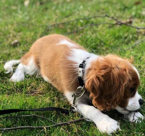 不留意这几个方面,狗狗长大后不但不懂事,乃至还反感铲屎官 不留意这几个方面,狗狗长大后不但不懂事,乃至还反感铲屎官