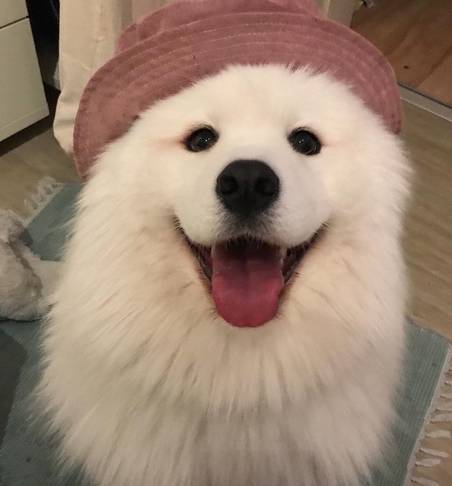 这好多个喂养个人行为,对萨摩耶而言,不良影响很高 这好多个喂养个人行为,对萨摩耶而言,不良影响很高