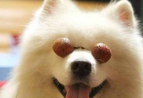 这好多个喂养个人行为,对萨摩耶而言,不良影响很高 这好多个喂养个人行为,对萨摩耶而言,不良影响很高