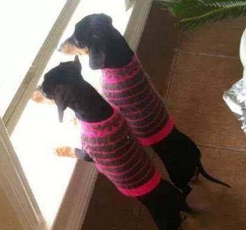 狗狗思念主人时,通常会出现这5大主要表现,你们家狗狗会吗? 狗狗思念主人时,通常会出现这5大主要表现,你们家狗狗会吗?