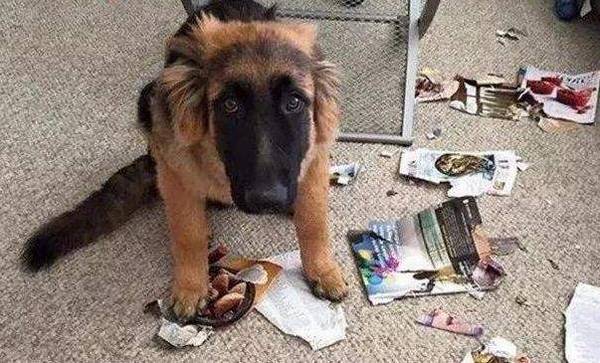 狗狗思念主人时,通常会出现这5大主要表现,你们家狗狗会吗? 狗狗思念主人时,通常会出现这5大主要表现,你们家狗狗会吗?