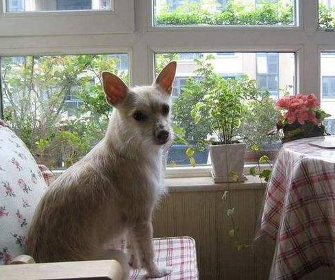 狗狗思念主人时,通常会出现这5大主要表现,你们家狗狗会吗? 狗狗思念主人时,通常会出现这5大主要表现,你们家狗狗会吗?