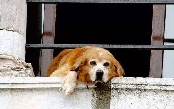 狗狗思念主人时,通常会出现这5大主要表现,你们家狗狗会吗? 狗狗思念主人时,通常会出现这5大主要表现,你们家狗狗会吗?