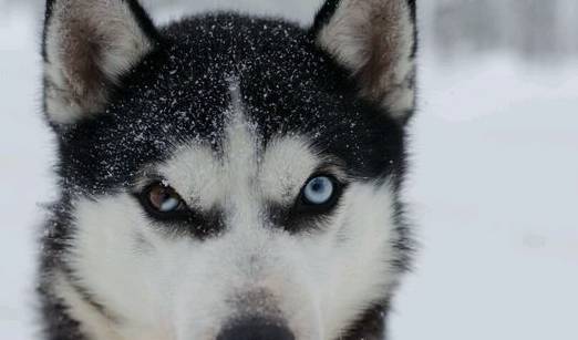 哈士奇聪慧吗,喂养哈士奇必须注意什么 哈士奇聪慧吗,喂养哈士奇必须注意什么