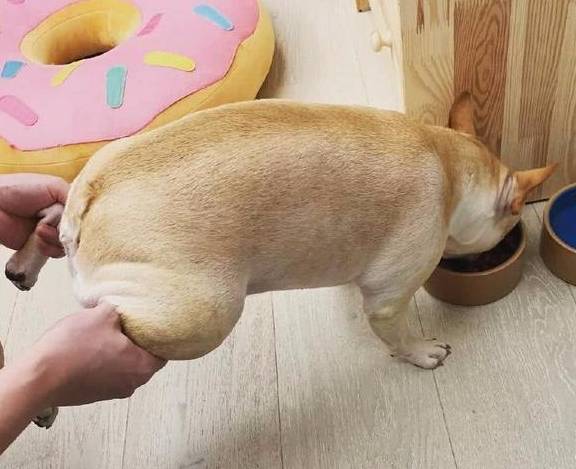 避谣!狗狗护食护小玩具,实际上并并不是一顿打就能化解的! 避谣!狗狗护食护小玩具,实际上并并不是一顿打就能化解的!