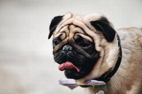 狗狗排便前不断转圈圈?你了解是什么原因吗 狗狗排便前不断转圈圈?你了解是什么原因吗