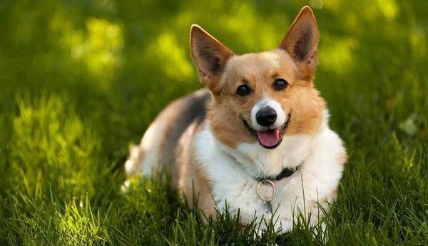 当时为何想养狗?养狗人的原因太真实了 当时为何想养狗?养狗人的原因太真实了