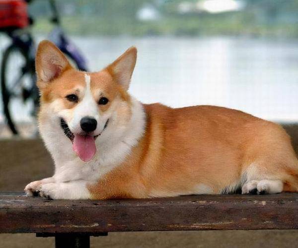 当时为何想养狗?养狗人的原因太真实了 当时为何想养狗?养狗人的原因太真实了