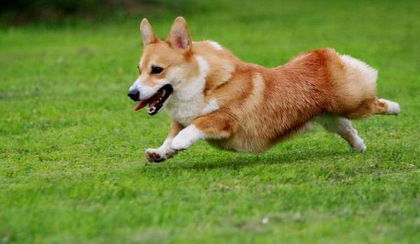 当时为何想养狗?养狗人的原因太真实了 当时为何想养狗?养狗人的原因太真实了