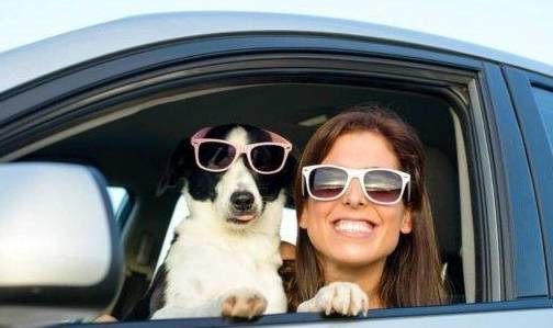 狗狗喜爱在车里等吗?主人的粗心大意,很有可能造成狗狗送命 狗狗喜爱在车里等吗?主人的粗心大意,很有可能造成狗狗送命