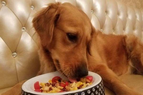 狗狗宁可饿着肚子也不要吃狗粮,宠主该怎么办? 狗狗宁可饿着肚子也不要吃狗粮,宠主该怎么办?