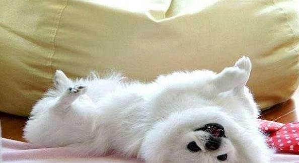 狗狗露肚子仅仅信赖?实际上你了解不对 狗狗露肚子仅仅信赖?实际上你了解不对