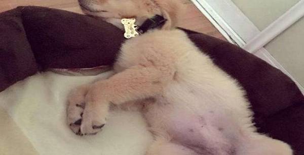 狗狗露肚子仅仅信赖?实际上你了解不对 狗狗露肚子仅仅信赖?实际上你了解不对